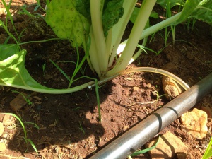 Wood Screw and Plastic Tubing Emitter